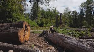How Our Tree Care Process Works  in  Barberton, WA