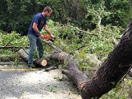Best Tree and Shrub Care  in Barberton, WA