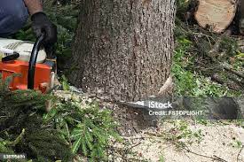Best Fruit Tree Pruning  in Barberton, WA