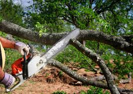 Lawn Pest Prevention in Barberton, WA