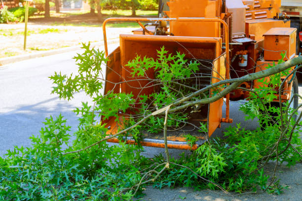 Best Storm Damage Tree Cleanup  in Barberton, WA