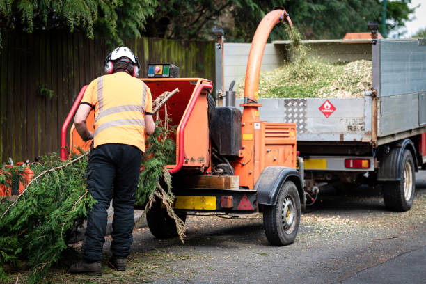  Barberton, WA Tree Services Pros