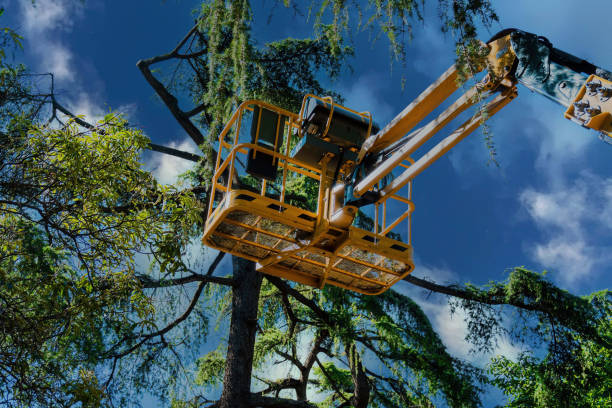 Best Hazardous Tree Removal  in Barberton, WA