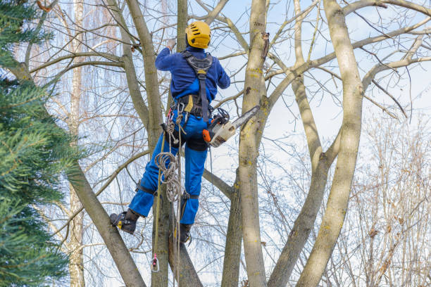 Best Tree Trimming and Pruning  in Barberton, WA