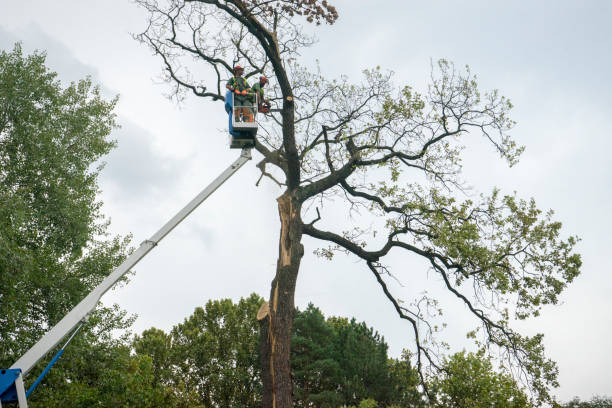 Best Palm Tree Trimming  in Barberton, WA