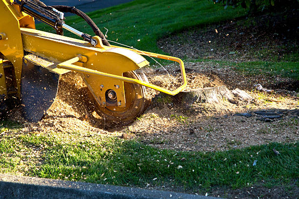 Best Lawn Maintenance Plans  in Barberton, WA