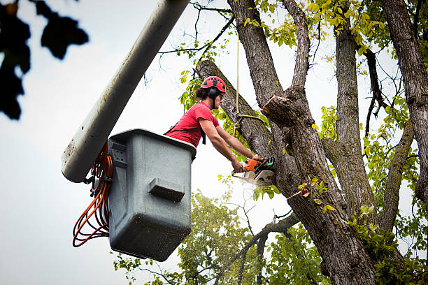 Best Tree Health Inspection  in Barberton, WA