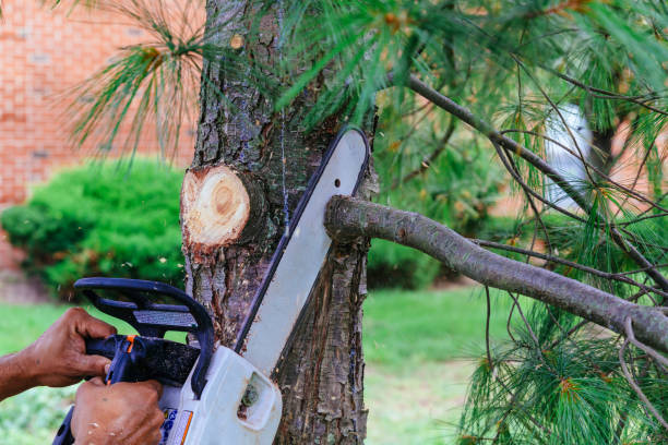 Best Hedge Trimming  in Barberton, WA